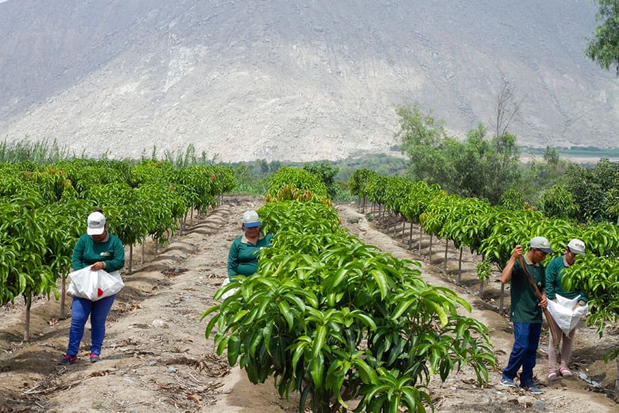 Parcelas demostrativas en el Valle de Nepeña