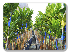 Vivero frutícola