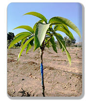 Vivero frutícola