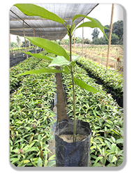 Vivero frutícola