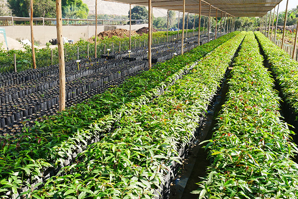 Vivero frutícola